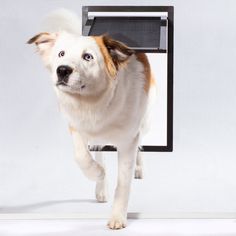 a dog is running through an open door