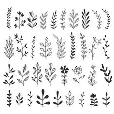 various plants and leaves drawn in black ink