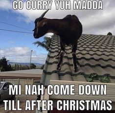 a goat standing on top of a roof with the caption go curry yuh madda