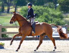 a person riding on the back of a brown horse