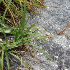 Broadleaf and Grassy Weed Identification - Lawn Addicts Yellow Flowers, Green Leaves, Perennials, Plants