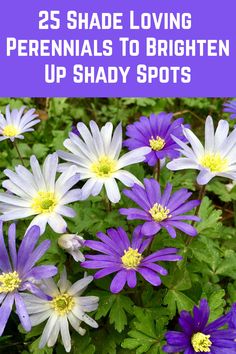 purple and white flowers with the words 25 shade loving perennials to brighten up shady spots