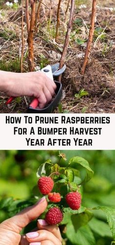 someone is trimming the branches of some trees with scissors and strawberries in their hands