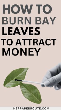 So, do bay leaves attract money? The answer is YES. If you believe in the Law of Attraction, bay leaves do attract money.While there is no scientific evidence to support these claims, many people continue to use bay leaves as a way of manifesting their financial goals. Continue reading to find out how to burn bay leaf for money in 5 steps. Bay Leaves Uses, Bay Leaf Benefits, Burn Bay Leaves, Money Candle Spell, Burning Bay Leaves, Money Prayer, Money Spells That Work, Attract Abundance, Laurel Leaves