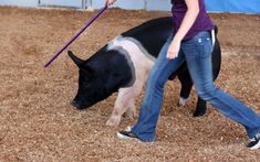 a woman in purple shirt holding a black and white pig on a leash while walking it