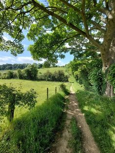 a dirt road in the middle of a lush green field next to a large tree