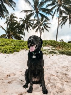 a black dog sitting on top of a sandy beach next to palm trees and bushes