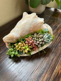 an arrangement of succulents and shells on a wooden table