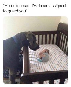 a dog standing next to a baby in a crib with the caption hello hooman i've been assigned to guard you