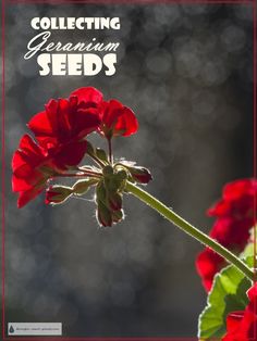 a red flower with the words collecting geranium seeds