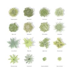 the different types of plants and their names