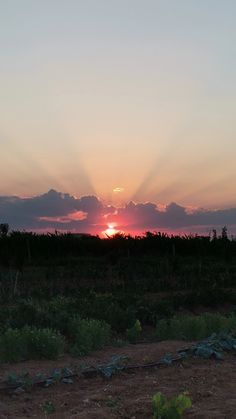 the sun is setting over a field with green plants and trees in the foreground