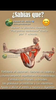 the muscles are shown in spanish and english, with caption for each one to describe