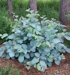 a blue plant with green leaves in the middle of some grass and trees behind it