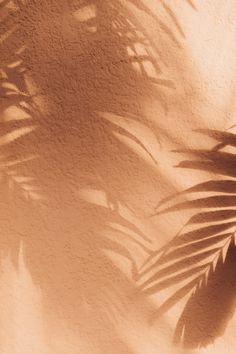 the shadow of a palm tree leaves on a wall