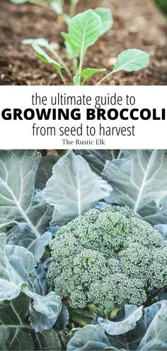 the ultimate guide to growing broccoli from seed to harvest, with text overlay