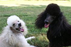 two poodles sitting in the grass with their tongue out and one looking at the camera