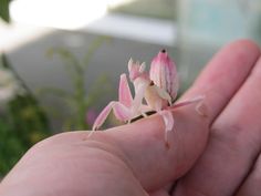 a small pink and white flower sitting on top of a person's hand in front of some flowers