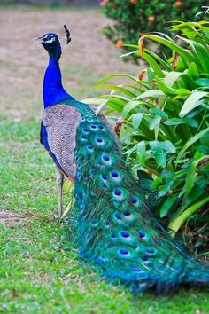 a peacock standing next to a bush with its tail open