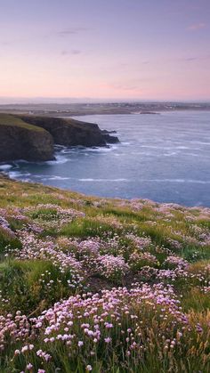 wildflowers growing on the side of a cliff by the ocean at sunset or dawn