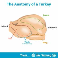 the anatomy of a turkey with labels on it