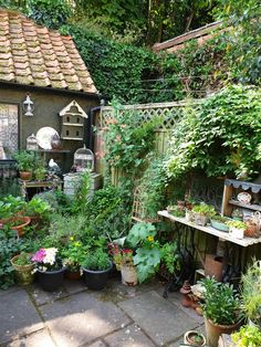 an outdoor garden with lots of plants and potted plants