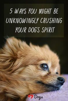 a brown dog laying on top of a bed next to the words, 5 ways you might be unknowily crushing your dog spirit