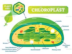 the plant cell is labeled in several different languages, including chloroplast