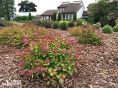 some pink flowers and green bushes in front of a house