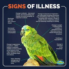 a green parrot sitting on top of a tree branch with the words signs of stillness