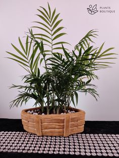 a potted plant sitting on top of a black and white checkered table cloth