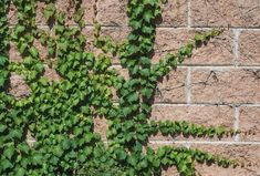 green vines growing up the side of a brick wall