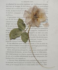 an open book with a single flower on it's side and leaves sticking out of the pages