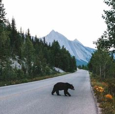 a black bear crossing the road in front of some trees and mountain range behind it