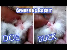 two pictures of a person holding a stuffed animal in their hands with the caption gendering rabbit doe buck