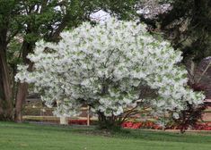 a large white tree in the middle of a park