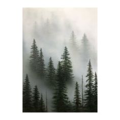 the trees are covered in fog and mist