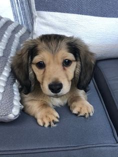 a puppy sitting on top of a blue couch next to a white and gray pillow