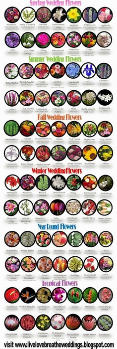 a large poster with many different types of flowers