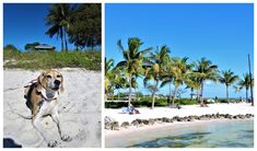 a dog is standing on the beach next to palm trees