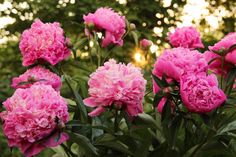 pink peonies blooming in the garden on a sunny day with trees in the background