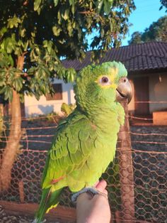 a green parrot sitting on top of a persons hand