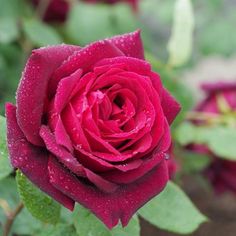 a red rose with water droplets on it