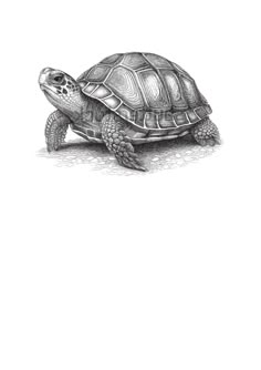 a drawing of a turtle on a white background