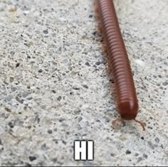 a very long brown worm laying on the ground