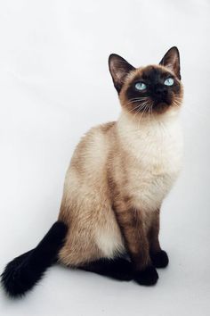 a siamese cat with blue eyes sitting on a white background looking at the camera