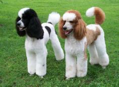 two poodles standing next to each other in the grass