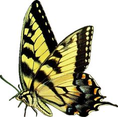 a yellow and black butterfly on a white background