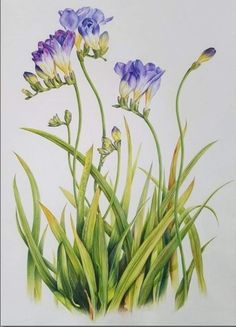 a painting of purple flowers and green grass on a white background with watercolor effect