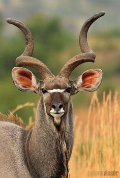 an antelope with large horns standing in tall grass